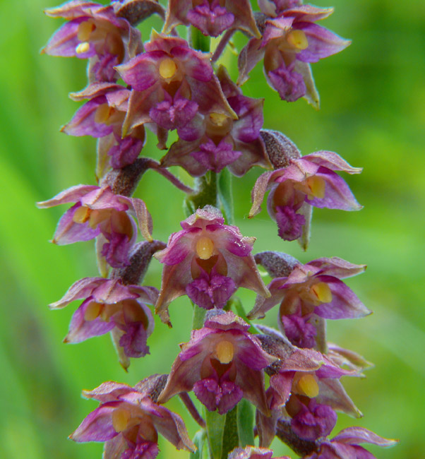 Epipactis atrorubens / Elleborine violacea